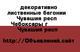 декоративно лиственные бегонии - Чувашия респ., Чебоксары г.  »    . Чувашия респ.